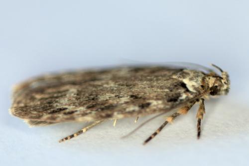 Depressaria sp.
